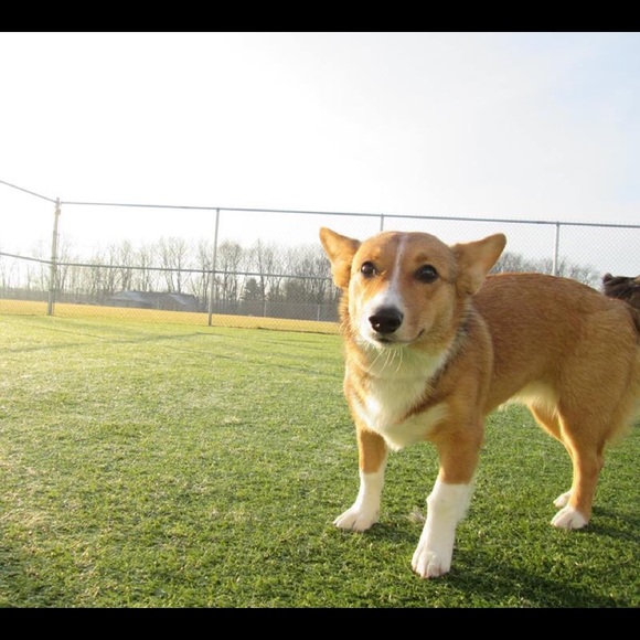 Meet your Posher, Rosie the Corgi - Picture 10 of 10